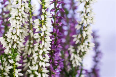 Purple lilacs represent the first emotions of love while. Heather Flower Meaning - Flower Meaning