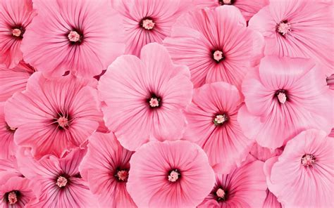 Wallpaper Pink Flowers Wallpapers