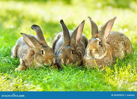 Three Brown Rabbits Stock Image Image Of Natural Grass 46203023