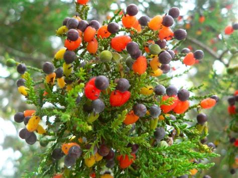 A multi stem tree has two or more stems arising from or near ground level, growing from one root system. Growing a Grafted Multi-Fruit Tree - Southeast AgNET