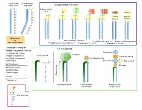 What are 3 types of proteins found in the cell membrane. The cell. 3. Cell membrane. Lipids. Atlas of plant and ...