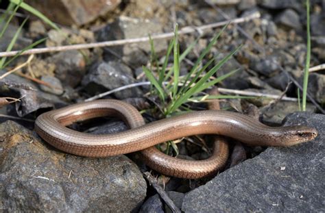 Die ringelnatter besiedelt die schweiz in zwei unterarten. Schwarze Kreuzottern wurden früher als Höllenottern ...