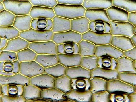 The stomatal pores are largest when water is freely available and the guard cells turgid, and closed when water availability is critically low and the guard cells become flaccid. Guard cells regulate gas and moisture exchange : Plants ...