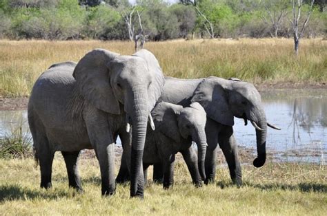Keep an eye on the plant and keep the soil damp to see if you can save the plant. How Do Elephants Mate and Reproduce? - Joy of Animals