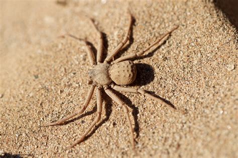 The Six Eyed Sand Spider Africa Geographic