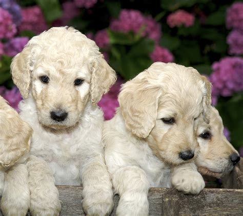 We have puppies available immediately for adoption. Mini Labradoodle - The Miniature or Toy Poodle Labrador ...