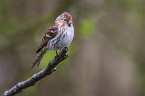 British Finches An Identification Guide Happy Beaks Blog