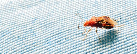 65+ pictures of bed bugs. Bed Bug Control Derby | ClearFirst Pest Control