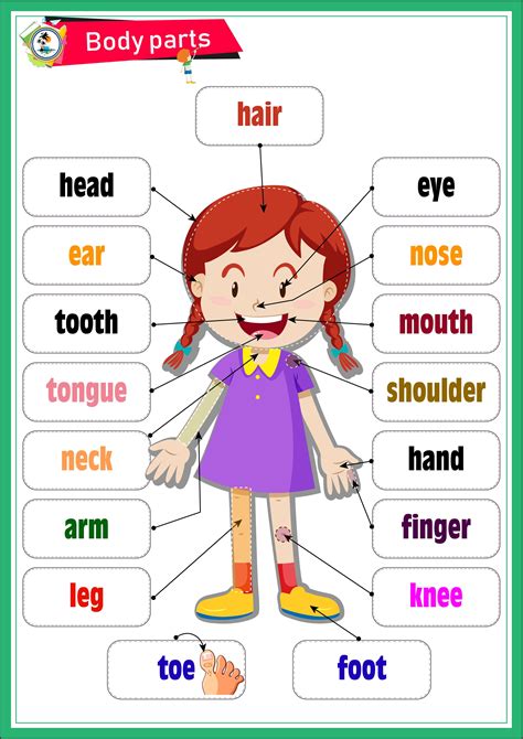 Parts Of The Body Worksheets Esl