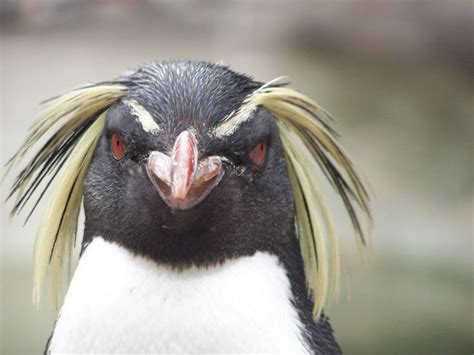 16 Best Penguins Images On Pinterest Penguin Penguins And Funny Animals