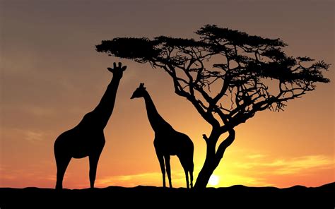 Nature Landscape Animals Trees Sunset Silhouette Africa Giraffes Clouds