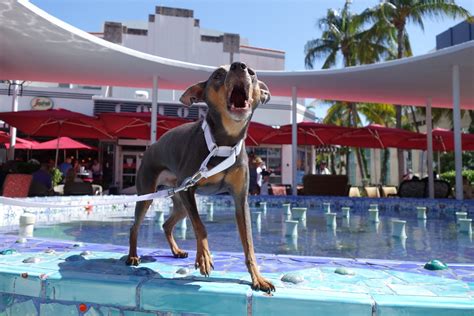 But if you're willing to make some effort, and if you understand why the dog is. Stop Dog Barking Without Bark Collars | Dog Training Los ...