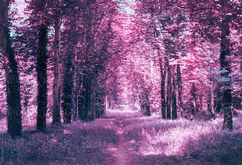 Surreal And Colorful Purple Forest In France By Stocksy Contributor