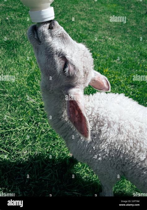 Bottle Feeding A Lamb Stock Photo Alamy