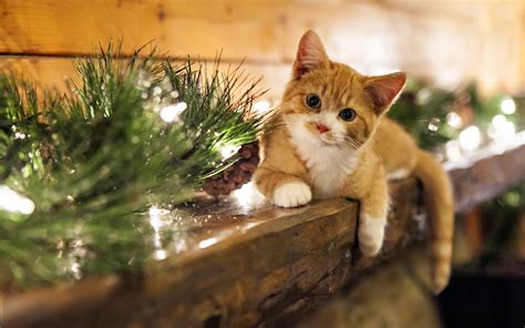 Christmas Cat Wallpaper Hd Desktop Wallpapers 4k Hd