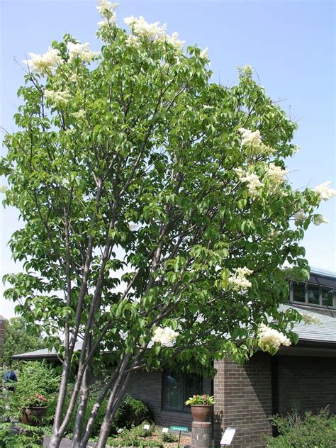 Syringa Reticulata Ivory Silk Japanese Tree Lilac Garden Center Marketing
