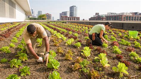 Plantation agriculture has been a well functioning form of farming for generations. Rooftop Farming Is Getting Off The Ground : The Salt : NPR