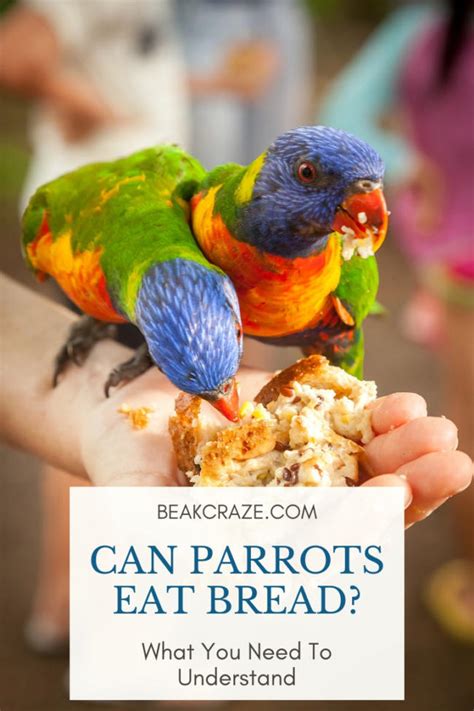 Can Parrots Eat Bread What You Need To Understand Beak Craze