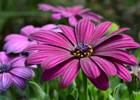 Felicia amelloides, the blue daisy bush or blue felicia, is a hairy, soft, usually perennial, evergreen plant, in the daisy family. African Daisy - reseeds or perennial Florida | Stroll in ...