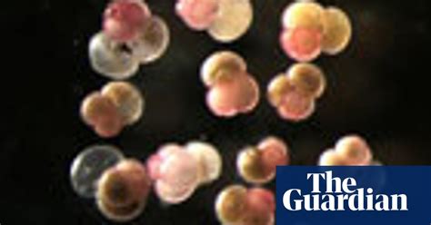 In Pictures Microscopic Marine Life Environment The Guardian