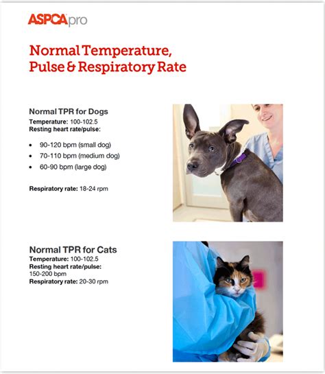 Checking your cat's vital signs at home is a great way to gauge their health, particularly if you feel vets are notorious for being able to read a respiratory rate just by looking at an animal. Normal TPR for Dogs and Cats | ASPCApro