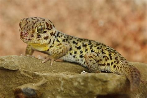 Do Geckos Make Good Pets What You Need To Know Pet Keen