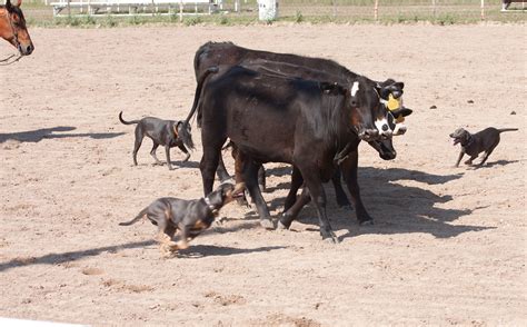 What colors do blue/texas lacys come in? BLUE LACY PUPPIES FOR SALE | Blue lacy puppies for sale ...