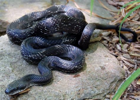 June 25 2012 Black Rat Snake Sightings Johns Creek Ga Patch