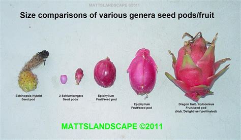 Cactus 4 Genera Types 6 Seed Pods Ecninopsis