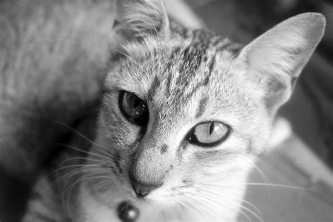 3840x2560 Animal Animal Photography Black And White Cat Close Up