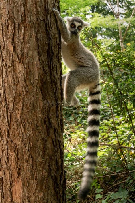 Ring Tailed Lemur Lemur Catta Close Up Long Tail Stock Image Image