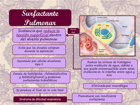 Blog De Fisiología Uas De Gisselle Gpe Camarillo Ramos Surfactante