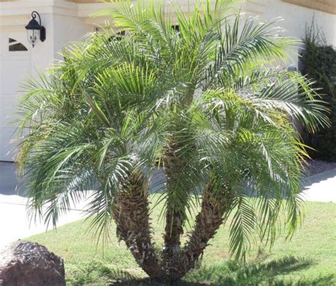 Palm Trees For Sale Nursery Mesa Gilbert And Queen Creek Aandp