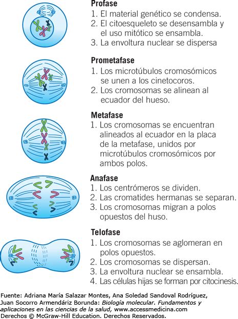 Fase Del Ciclo Celular Donde Se Duplican Los Cromosomas Consejos