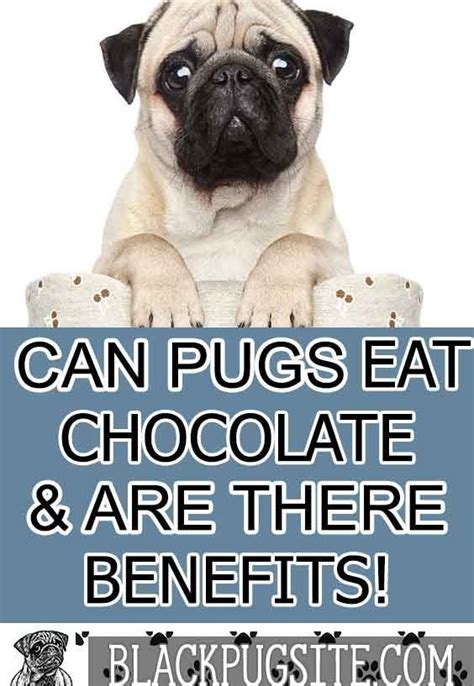 Some countries eat cat meat regularly, whereas others have only consumed some cat meat in desperation during wartime or poverty. Can dogs eat chocolate? A look at what happens if your Pug ...