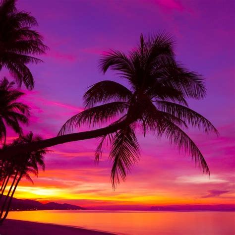 Palm Tree Silhouette At Sunset On Tropical Beach Vinyl Wall Mural