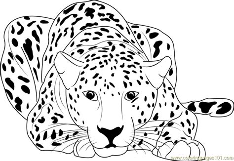 Surprising leopard coloring pages printable with download free. 20+ Free Printable Cheetah Coloring Pages ...