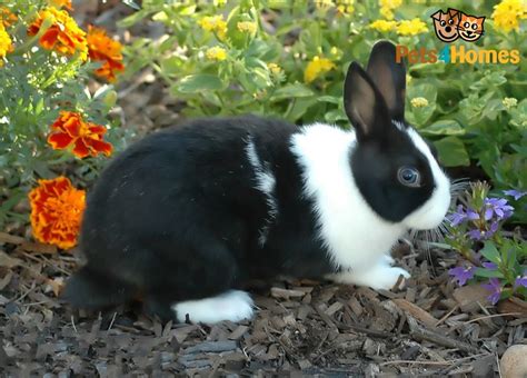 About mating no buck needs lessons. Dutch Rabbit Breed Information, Buying Advice, Photos and ...