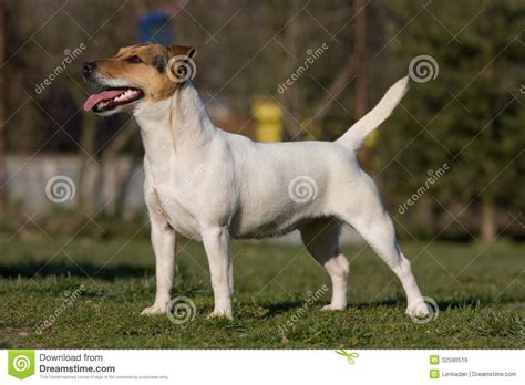 Trevliga Jack Russel Terrier Fotografering för Bildbyråer - Bild av russel, green: 32590519