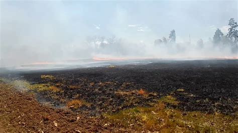 Giant bermuda hay is more digestible than coastal bermuda hay and does not burn calories to digest. Coastal Bermuda Field Prep Step 2 (Prescribed Burn) - YouTube