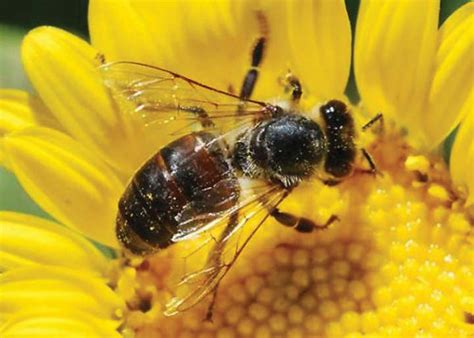 Do all flowers attract bees? Sonoma County Nurseries Resource Guide » What if all the ...