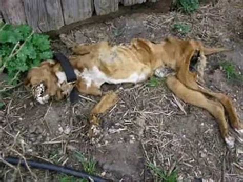 animal cruelty help stop it graphic pictures 