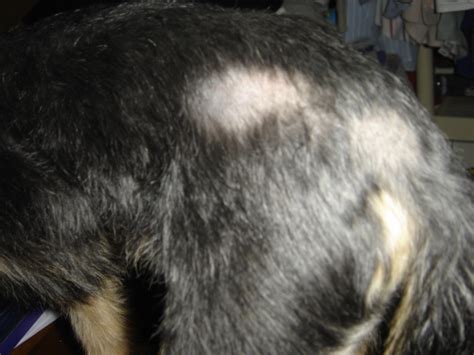 Animal Rights India Vet For Your Pet Hair Loss And Bald Patches