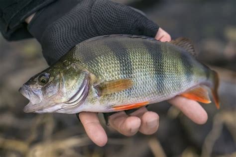 Perch Fish Trophy In Hand Of Fisherman Above Water Stock Photo Image