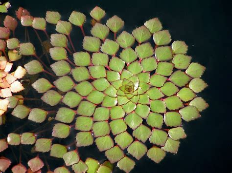 20 Photos Of Geometrical Plants For Symmetry Lovers Bored Panda