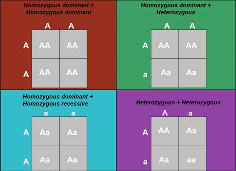 A dihybrid cross tracks two traits. These Punnett Squares show the various outcomes of homozygous and heterozygous parents ...