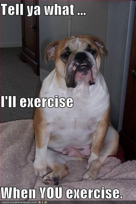 Funniest Fat Dog Memes