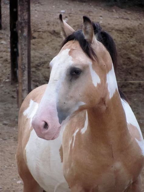 The horse has a tan or gold colored coat with black points (mane, tail, and lower legs). LOVE buckskin paints! | Cute horses, Horse painting