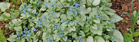 Jack Frost Brunnera Perennial Plant Of The Year Melinda Myers