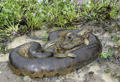 Green Anacondas Photograph By M Watson Pixels